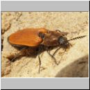 Anostirus castaneus - Schnellkaefer 02.jpg